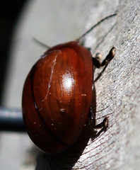 Paropsisterna rufobrunnea