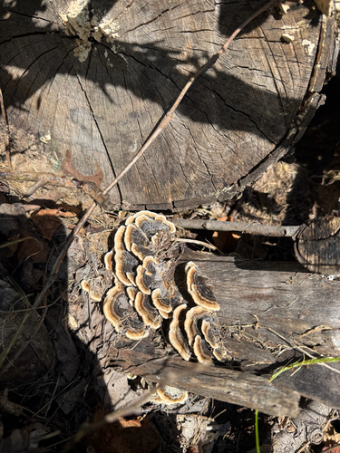 turkey-tail