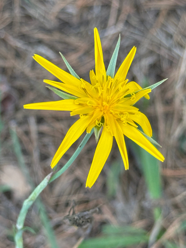Tragopogon orientalis, photograph 5