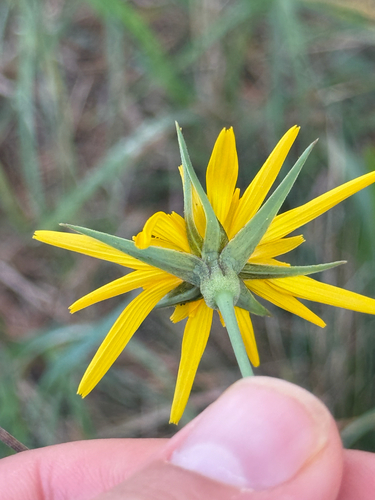 Tragopogon orientalis, photograph 4