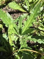 Cirsium arvense