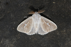 Thagona votis
