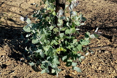 Eucalyptus globulus pseudoglobulus