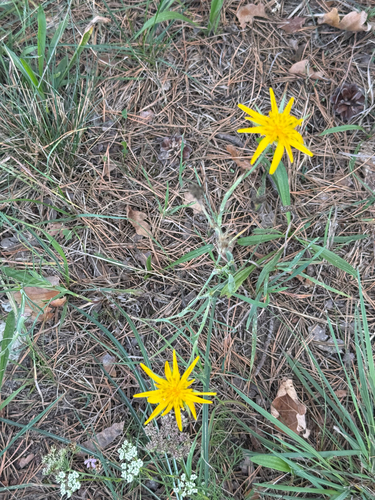 Tragopogon orientalis, photograph 3