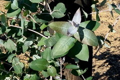 Eucalyptus globulus pseudoglobulus