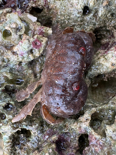 Actaeodes tomentosus observed 2026-09-12