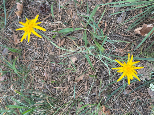 Tragopogon orientalis, photograph 6