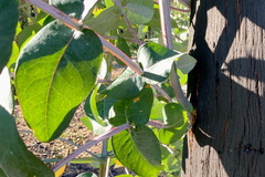 Eucalyptus globulus pseudoglobulus