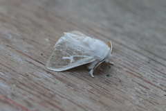 Thagona votis