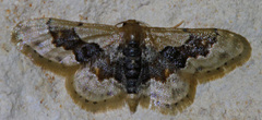 Idaea gemmata