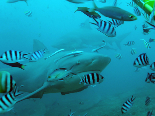 Bull Shark