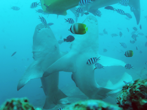 Tawny Nurse Shark