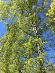 Betula pendula