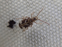 Ptinomorphus imperialis