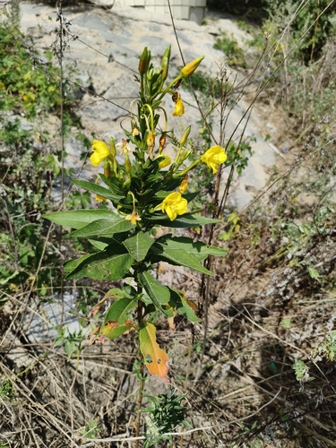 common evening-primrose