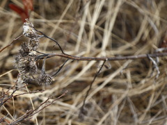Saussurea pseudotilesii