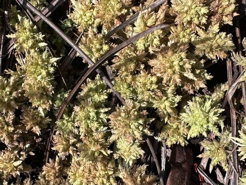 Sphagnum perichaetiale observed 2026-09-07