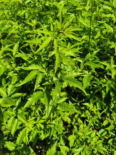Five-leaved chaste tree