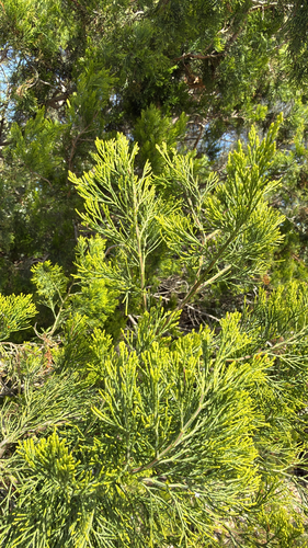 Slender Cypress-pine