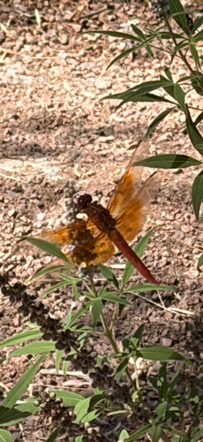 Flame Skimmer