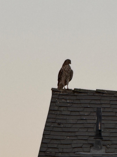 Cooper's Hawk