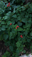 Salvia splendens