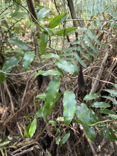 Ripogonum scandens, photograph 1