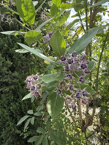crown flower