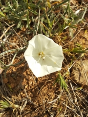 Convolvulus holosericeus