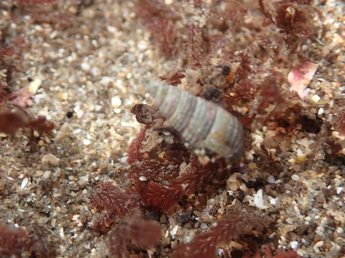 Cerithiidae observed 2026-09-11