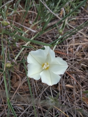 Convolvulus holosericeus