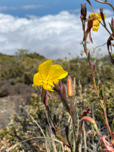 Oenothera stricta observed 2026-09-11