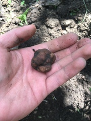 Tuber rufum