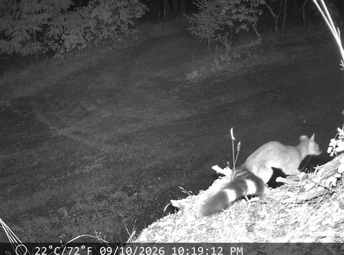 Ringtail observed by laurelrt