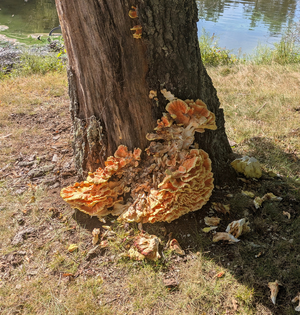 chicken of the woods · September 2026 · photo: Photo: (c) Nick Block, some rights reserved (CC BY) · iNaturalist