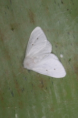 Thagona tibialis