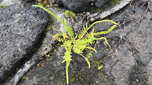 Pteris vittata observed 2026-09-11