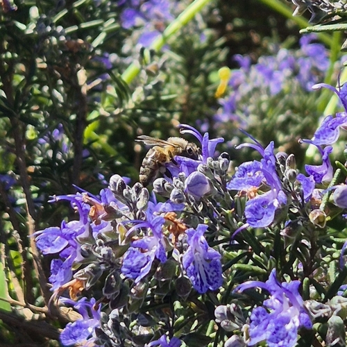 Western Honey Bee