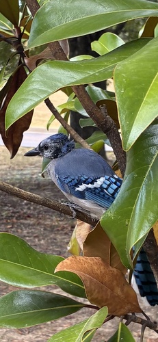 Blue Jay