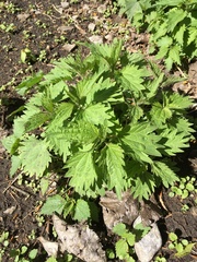 Urtica dioica