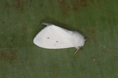 Thagona tibialis