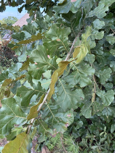 blackjack oak
