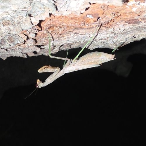Carolina Mantis