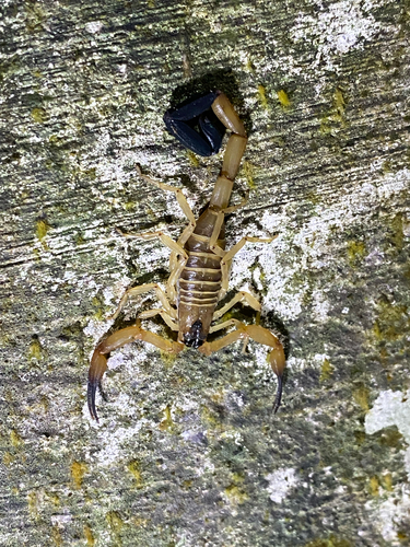 Tityus neglectus