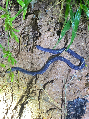 Boettger's Caecilian