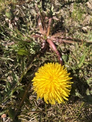 Taraxacum