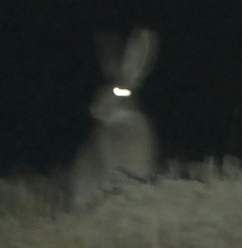 White-tailed Jackrabbit