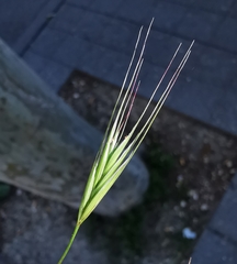 Bromus sterilis