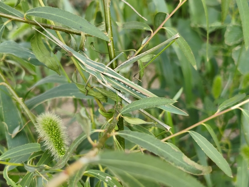 Oriental Longheaded Locust