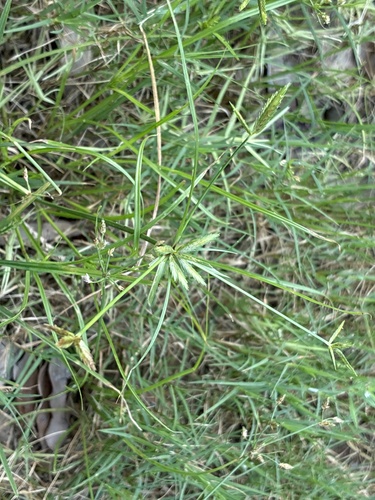 Cyperus compressus